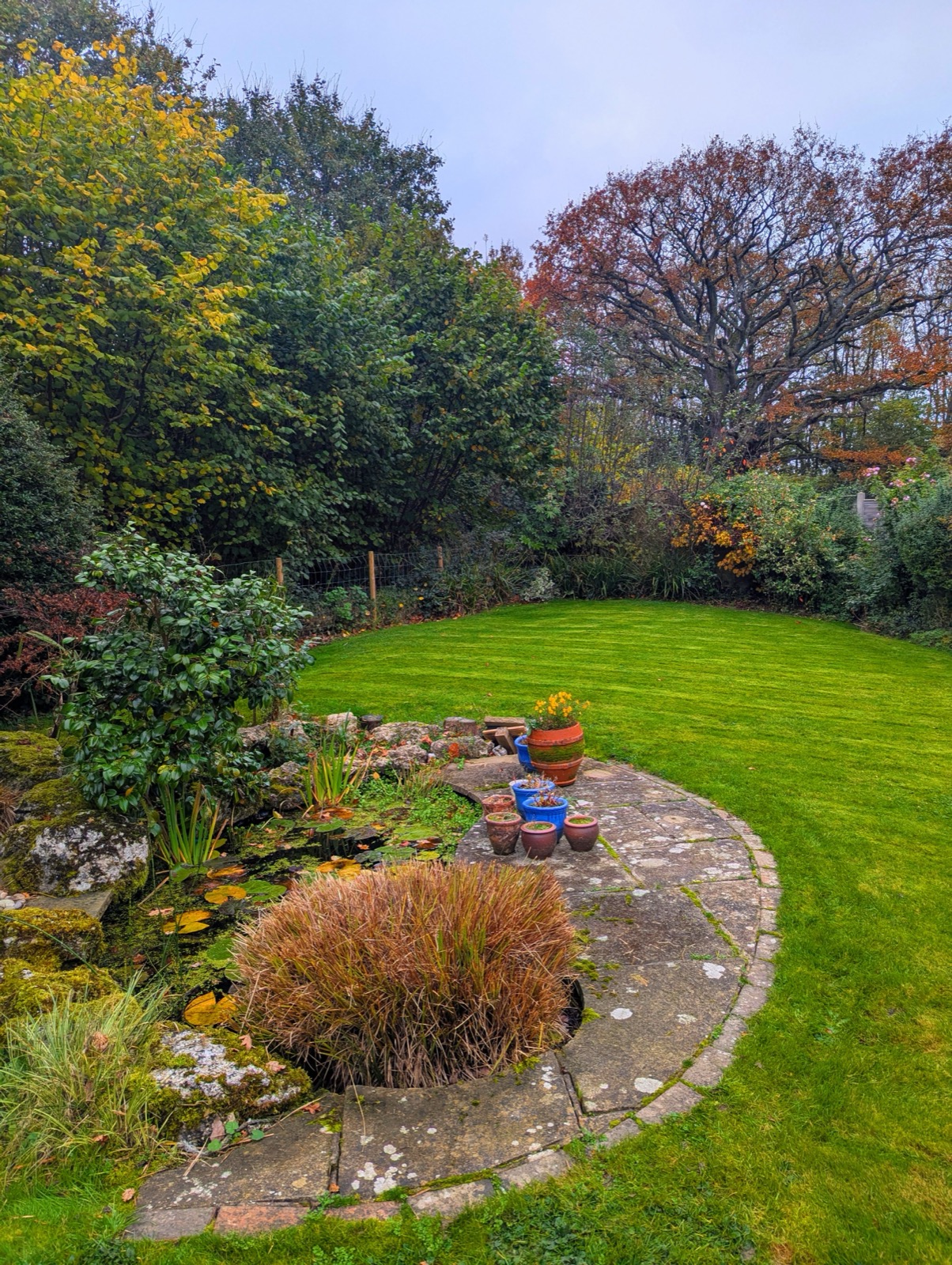 A pond garden through autumn
